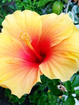An orange and yellow Hibiscus rosa sinensis with pink red centre summer flowering tropical plant Cuban variety hibiscus