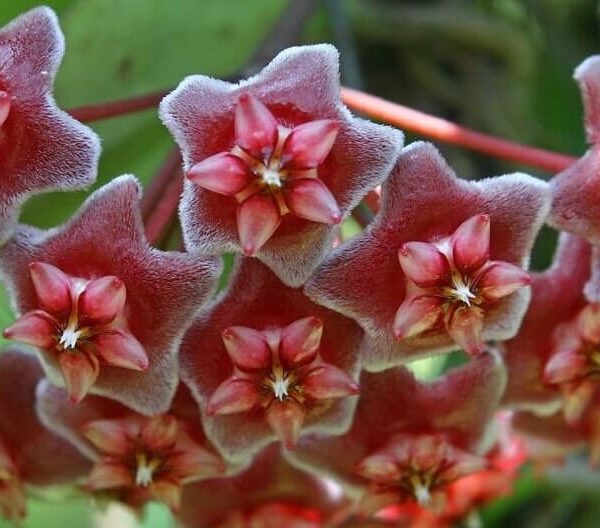 The Hoya pubicalyx 5" Pot features a cluster of fuzzy, star-shaped red flowers with white centers, all surrounded by lush green leaves.