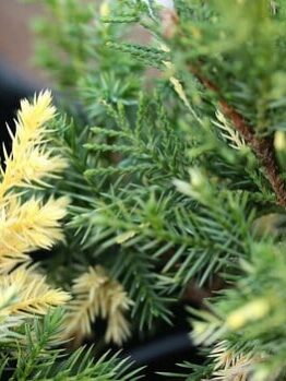 Close-up of green and yellow needle-like foliage highlights the vibrant leaves of Juniperus chinensis 'Kaizuka variegata' in an 8" pot.