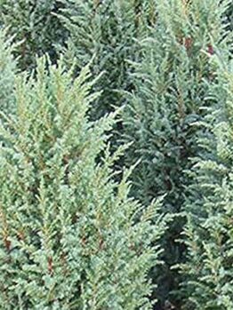 Juniperus communis 'Compressa' 8" Pot features dense, upright evergreen shrubs with needle-like green and blue foliage.