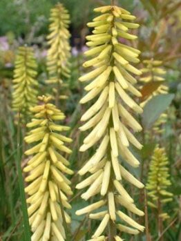 Kniphofia 'Little Maid' 6" Pot features tall, yellow, tubular flower clusters on green stalks, surrounded by grass-like foliage—perfect for adding vertical color to your garden or container.