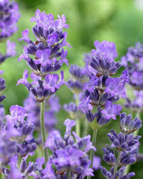 Lavandula 'Ellagance Sky' Lavender in a 6" pot features vibrant purple blooms and green stems, set against a softly blurred green background.