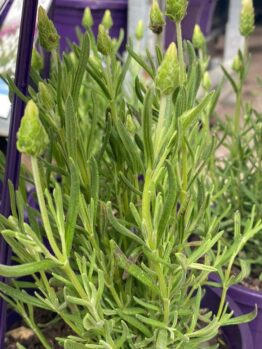Close-up of Lavandula 'Lavinnova® The Snow Princess' Lavender in a 6" pot, with green leaves and several unopened buds, surrounded by similar pots.