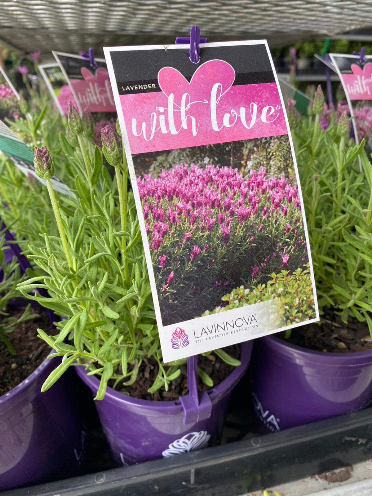 Lavandula 'Lavinnova® With Love' Lavender 6" Pot - Image 2