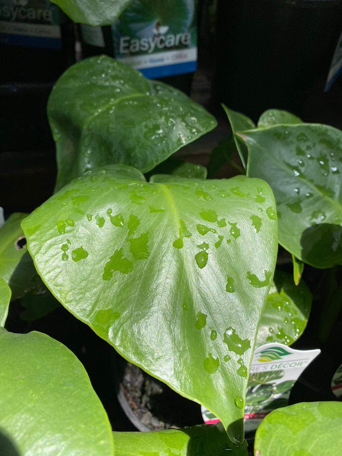 Monstera tauerii 'Dwarf' - Image 2