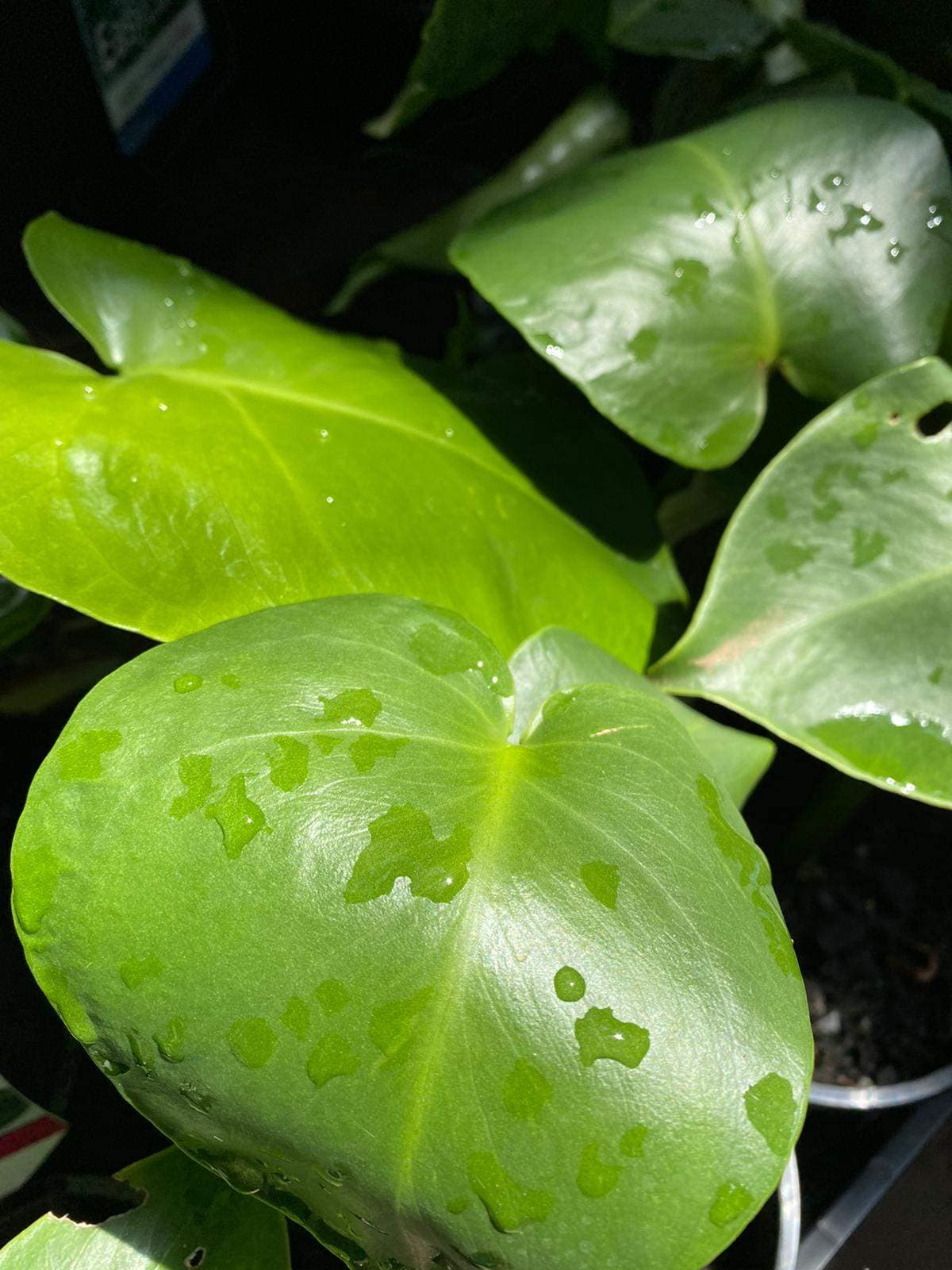 Monstera tauerii 'Dwarf' - Image 3