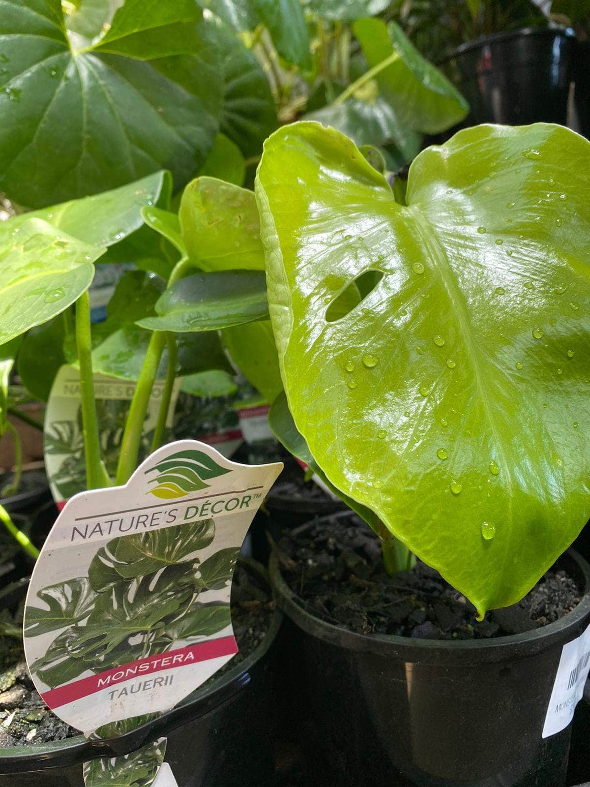 Monstera tauerii 'Dwarf' - Image 4