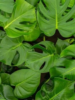 The Monstera tauerii 'Dwarf' 6" Pot features overlapping green leaves with signature splits and holes, offering striking, compact foliage in a small container, as shown in this top-view photo.