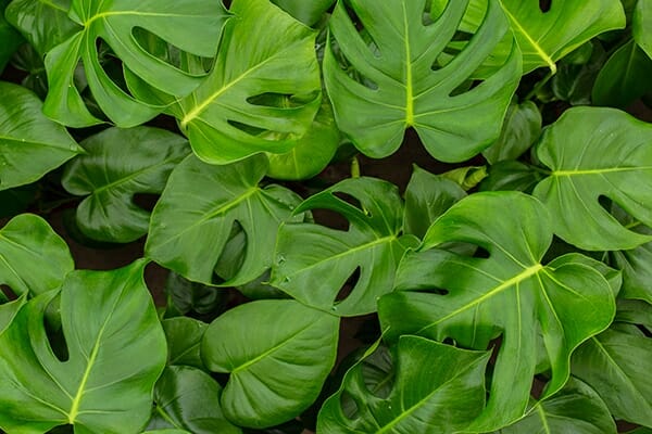 The Monstera tauerii 'Dwarf' 6" Pot features overlapping green leaves with signature splits and holes, offering striking, compact foliage in a small container, as shown in this top-view photo.