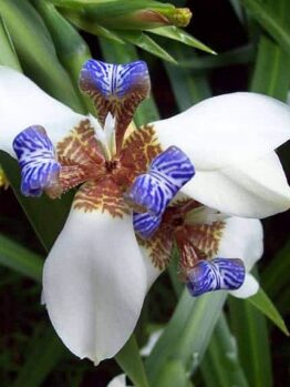 The Neomarica 'Brazilian Walking Iris' in a 6" pot displays white petals with blue and brown patterns against lush green leaves, capturing nature's intricate artistry.