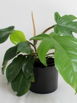 Philodendron pedatum x squamiferum Florida. Bright green tropical indoor climbing plant or jungle plant