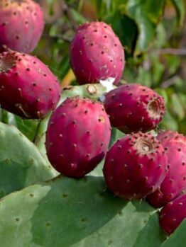 The Prickly Pear 'Red Fruit' thrives with red fruits on green cactus pads with spines and tiny leaves, offering a vibrant display. Ideal for cultivation in a 10" pot, this unique plant adds striking flair to any garden.