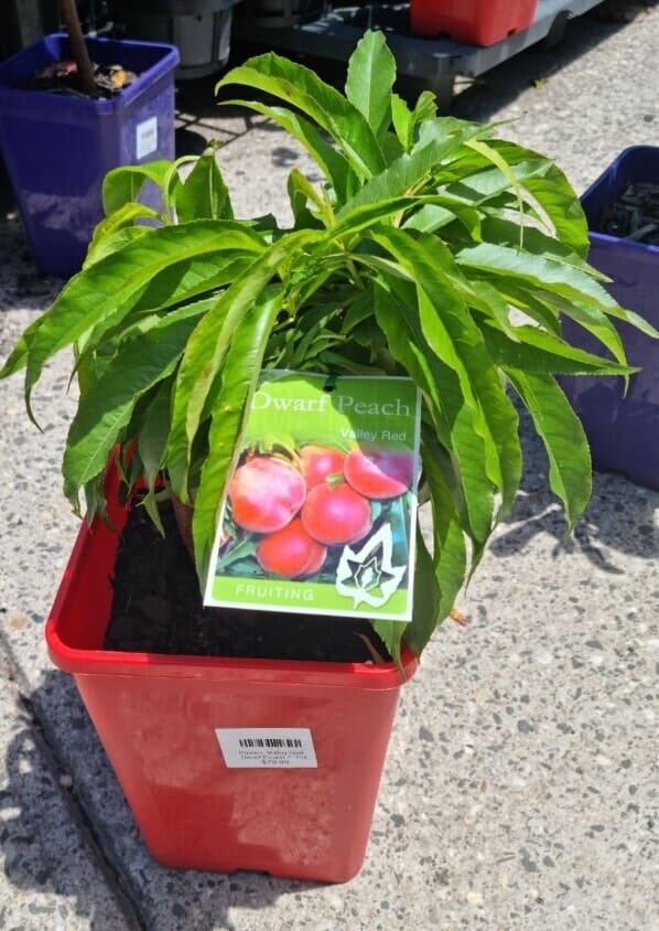 Prunus 'Valley Red' Peach (Super Dwarf) - Image 4