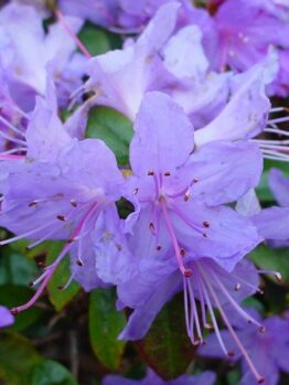 The Rhododendron 'Blue Admiral' in a 6" pot showcases purple flowers with long, thin stamens and green leaves, creating a vibrant display.