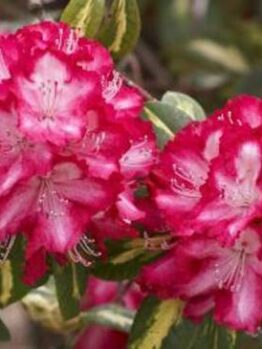 A vibrant Rhododendron 'President Roosevelt' in an 8" pot showcases pink flowers with white edges among lush green leaves.