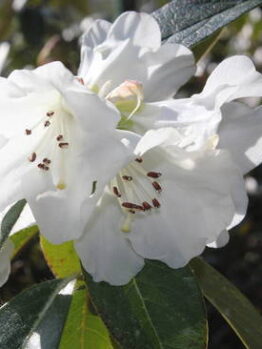 Close-up of Rhododendron 'Snow Lady' in an 8" pot, showcasing its pristine white petals and brown stamens against glossy green leaves.