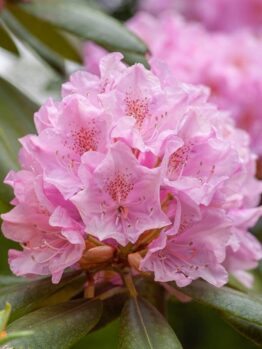 Close-up of Rhododendron 'Sweet 16' flowers in an 8" pot, surrounded by lush green leaves.