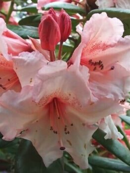 Close-up of pale pink Rhododendron 'Virginia Richards' flowers with multiple petals and stamens, nestled in dark green leaves in an 8" pot.