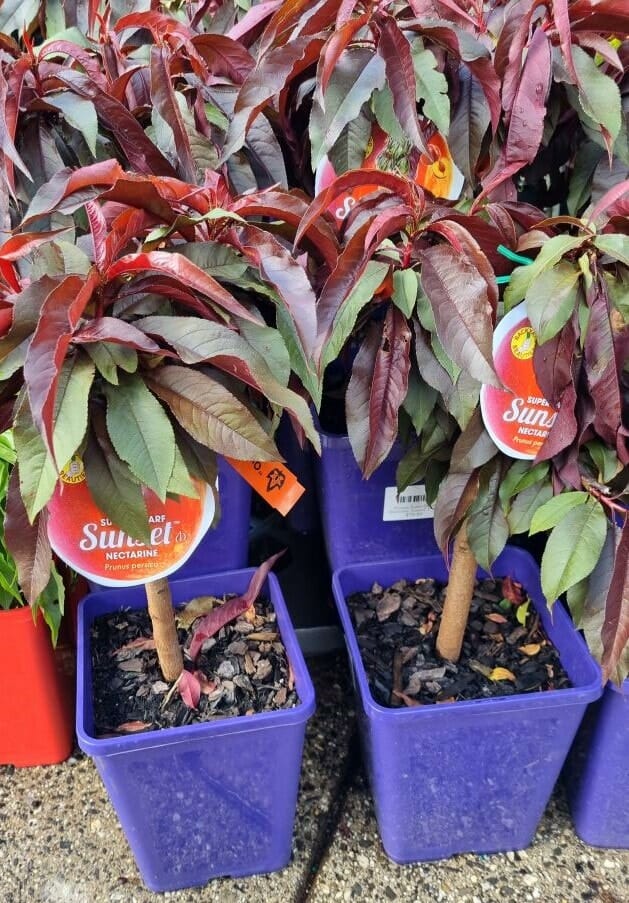 Prunus 'Sunset' Nectarine (Super Dwarf) - Image 2