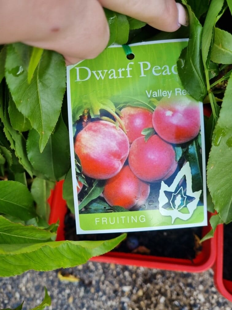 Prunus 'Valley Red' Peach (Super Dwarf) - Image 2