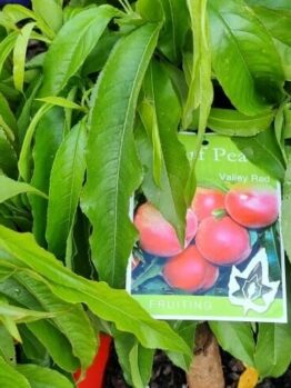 Amid green leaves, a plant label showcases images of red peaches with the text "Prunus 'Valley Red' Peach (Super Dwarf) 7" Pot," highlighting this delightful variety.
