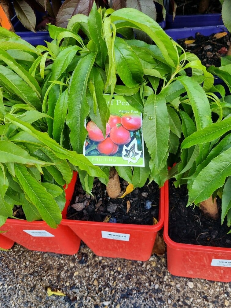 Prunus 'Valley Red' Peach (Super Dwarf) - Image 3