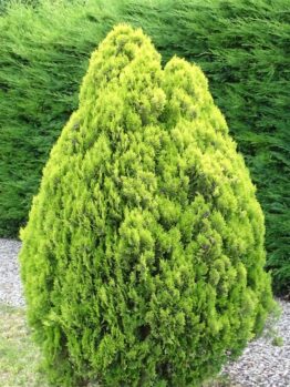 The Juniperus chinensis 'Gold Star' 8" Pot features a conical green bush with dense foliage, elegantly set amidst grass and gravel, with a tall lush hedge in the backdrop.