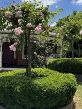 Rosa carpet rose apple blossom pink standard weeping rose feature with green hedge