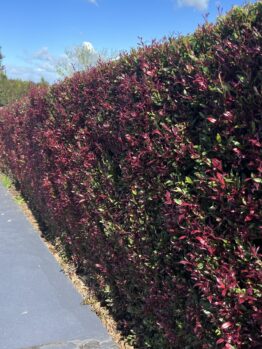 A tall hedge with green and reddish leaves, including vibrant Rosmarinus 'Prostrate' Rosemary in a 10" pot, lines a paved walkway under a clear blue sky.