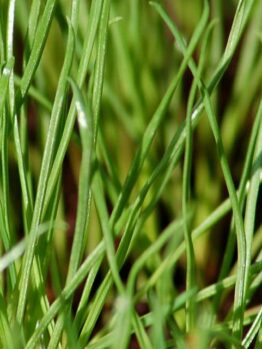 Close-up of fresh Cat Grass Plant 4" Pot blades growing densely, with a blurred background.