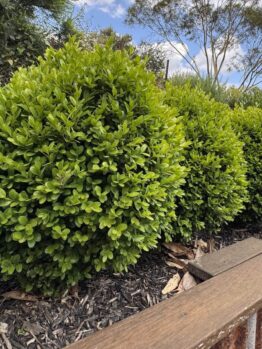A row of neatly trimmed Jacaranda 'Bonsai Blue' (PBR) bushes lines a mulched garden bed, bordered by timber and corrugated metal edging under a partly cloudy sky.