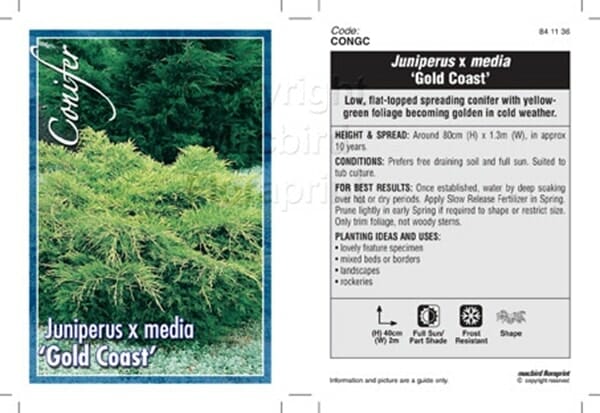 Juniperus x media 'Gold Coast' 8" Pot - Image 2