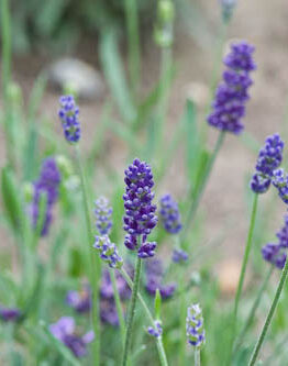 Lavandula 'Ellagance Purple' Lavender in a 6" pot showcases vibrant purple flowers and lush green stems, flourishing beautifully in garden settings.