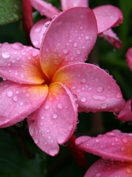 Close-up of Plumeria 'Common Pink' Frangipani in an 8" pot, displaying pink blooms with yellow centers covered in water droplets, surrounded by green leaves.