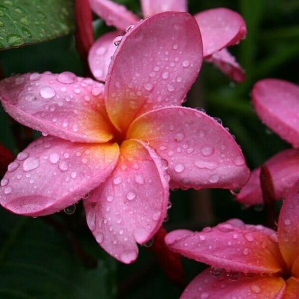 Close-up of Plumeria 'Common Pink' Frangipani in an 8" pot, displaying pink blooms with yellow centers covered in water droplets, surrounded by green leaves.