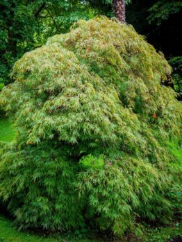 A dense, lush green Acer 'Esk Sunset' Variegated Sycamore Maple with cascading foliage stands prominently in a verdant garden setting.