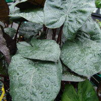 Alocasia 'Yucatan Princess'