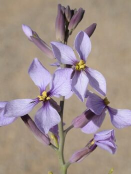 A close-up of Arthropodium 'Chocolate Lily' highlights its light purple flowers with yellow centers on a stem, set against a blurred background. Perfect for display in a 6" pot.