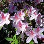 Azalea 'Pink Lace'