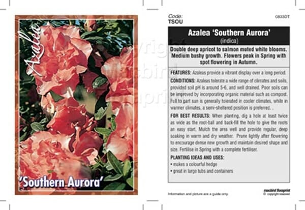 Azalea 'Southern Aurora'