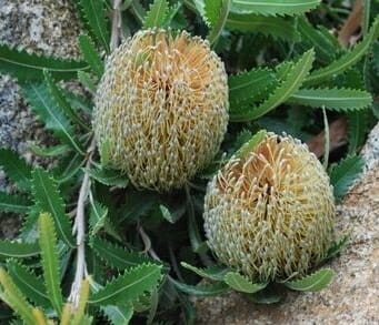 Banksia serrata pygmy possum 1