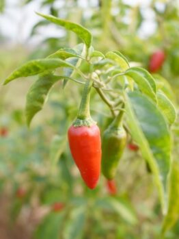 Capsicum 'Punjab' Chilli Pepper 4" Pot
