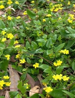 Goodenia ovata Gold Cover