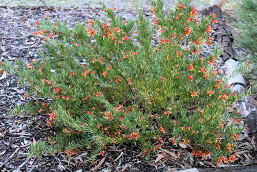 grevillea bonnie prince charlie native australian shrub with green foliage and yellow and red flowers