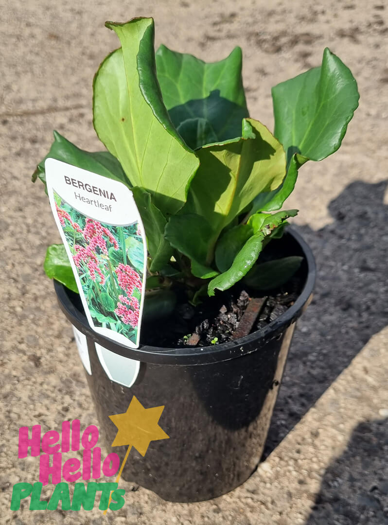 Bergenia 'Heartleaf Bergenia' 6" Pot - Image 2