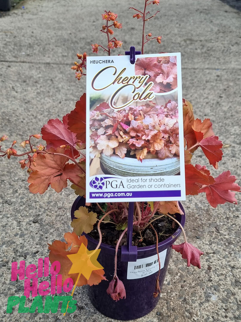 Heuchera 'Cherry Cola' Coral Bells 6" Pot - Image 2