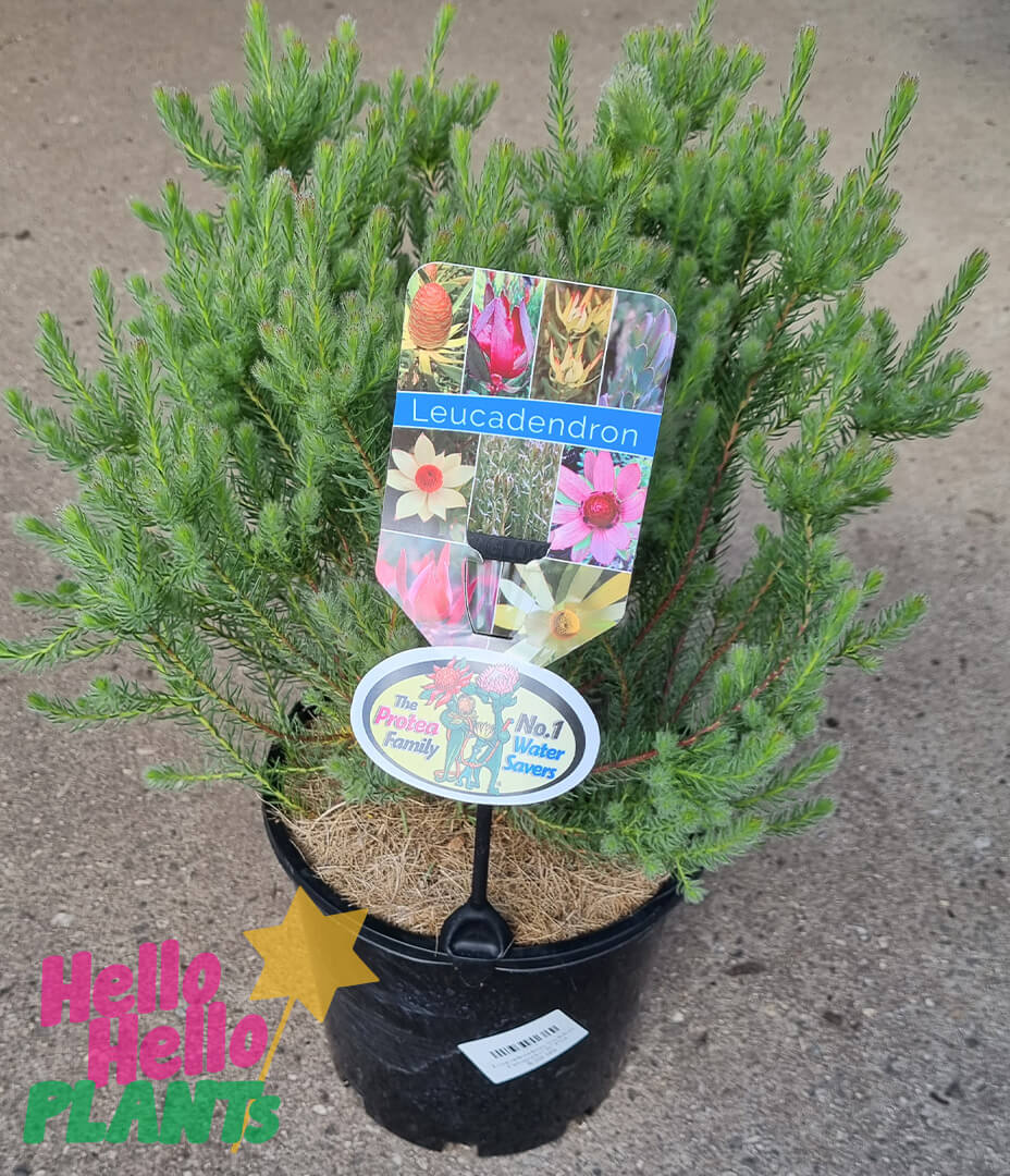Leucadendron 'Golden Fireworks' 8" Pot - Image 2