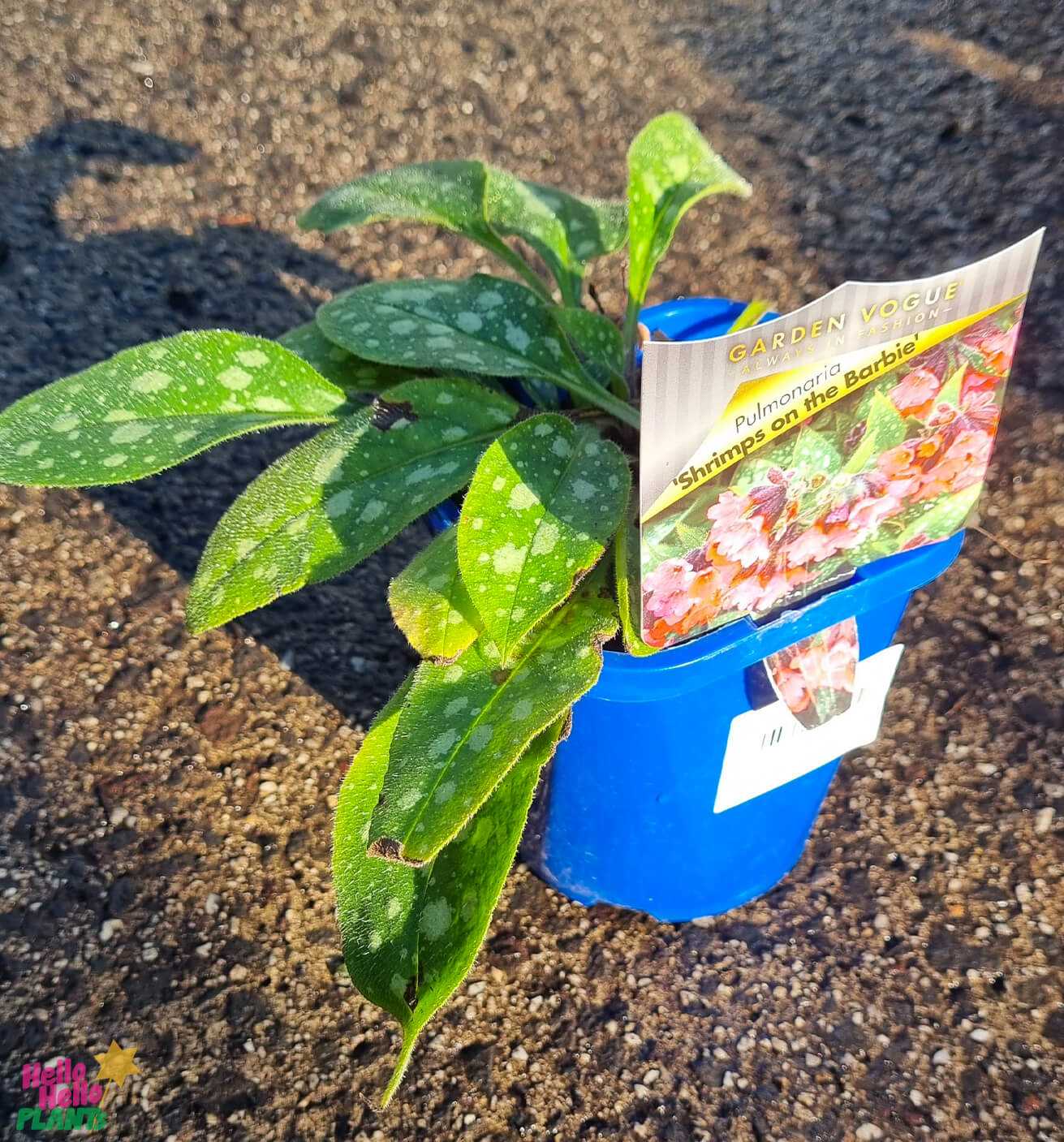 Pulmonaria 'Shrimps on the Barbie' 5" Pot - Image 2