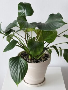 The Homalomena 'Green' 4" Pot features large, glossy leaves and sits in a white ceramic planter on a white surface against a light-coloured wall.