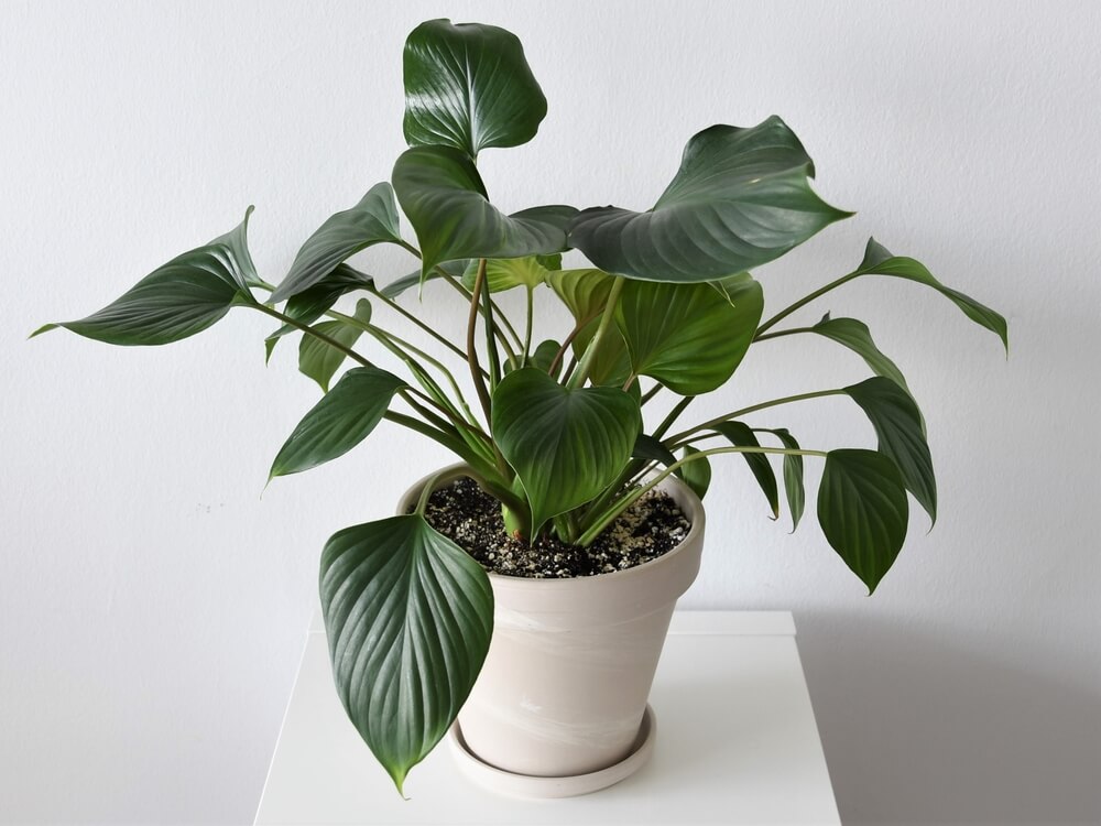 The Homalomena 'Green' 4" Pot features large, glossy leaves and sits in a white ceramic planter on a white surface against a light-coloured wall.